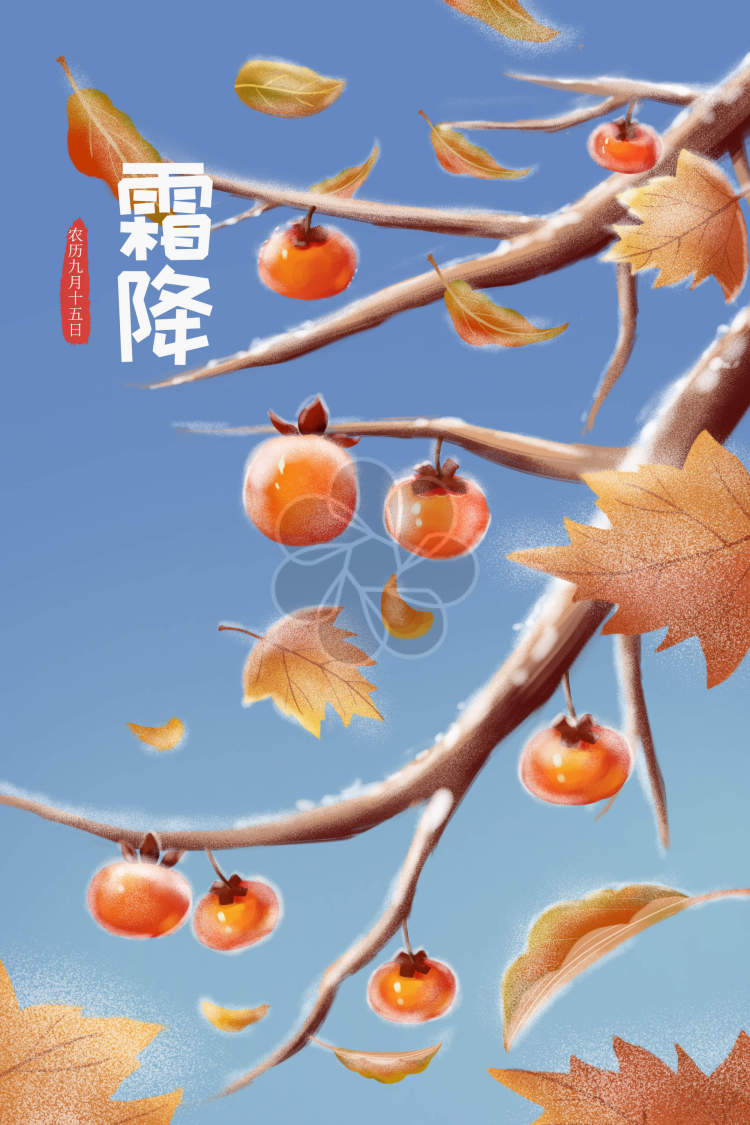 霜降插画之秋天的柿子树