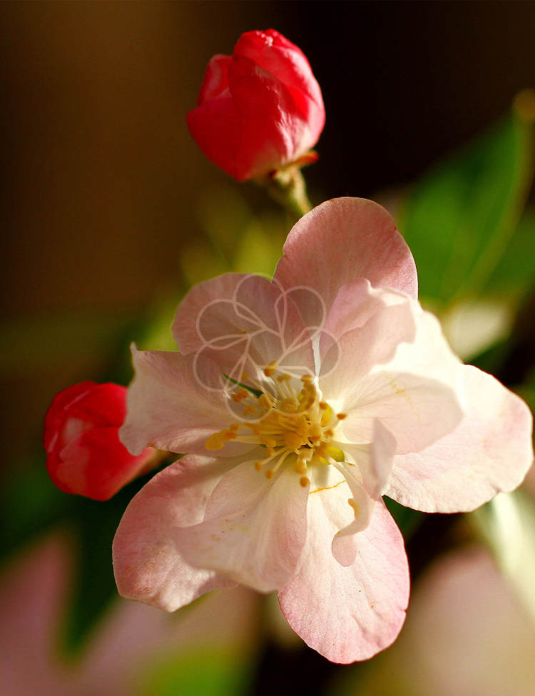粉白色的花朵茂盛生长10
